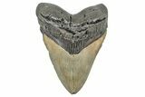 Serrated, Fossil Megalodon Tooth - North Carolina #245759-1